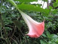 Blooming Brugmansia versicolor, also known as angelÃ¢â¬â¢s trumpets